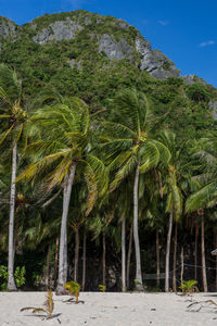 Palm trees on beach against sky