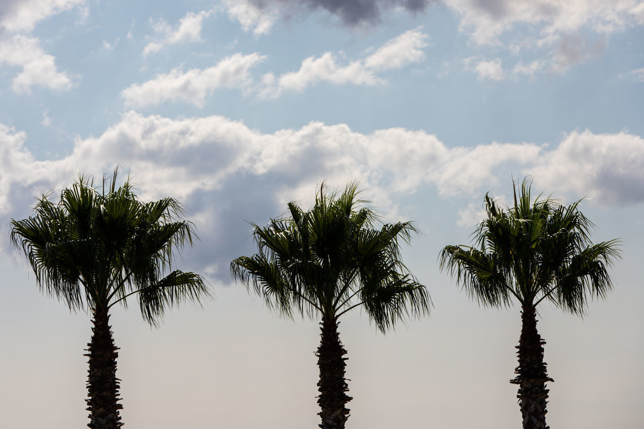 SILHOUETTE PALM TREES AGAINST SKY