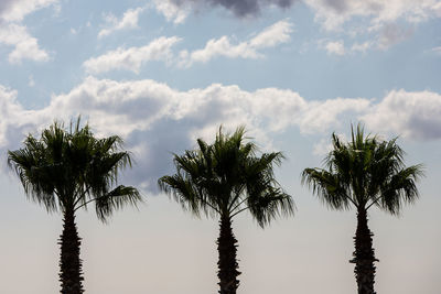 Low angle view of palm trees against sky