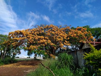 Trees and plants against sky during autumn