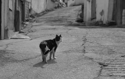 Dog looking away on street in city