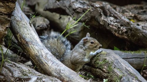 Close-up of squirrel sitting