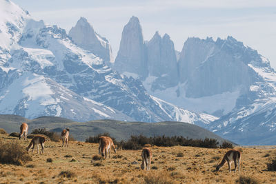 Guanaco grazing on grass against sky