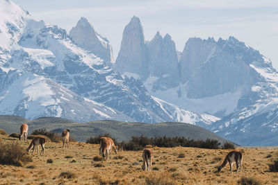 Horses in a field