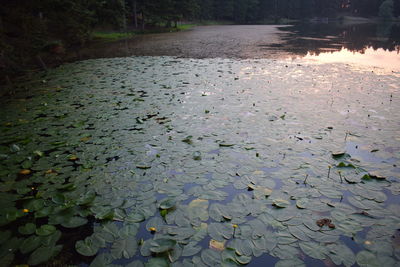 Water lily in lake