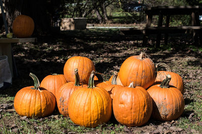 Pumpkins on agricultural field during autumn