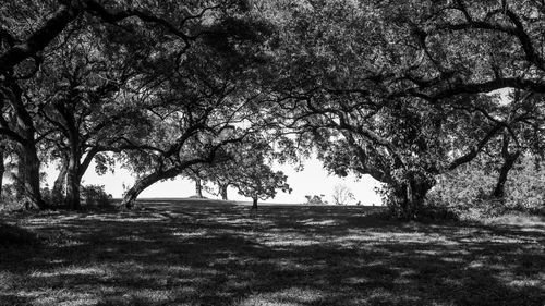 Trees on field in park