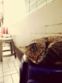 Close-up of cat relaxing on chair