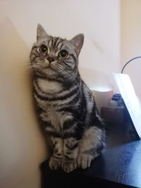 Portrait of cat sitting on table at home