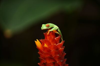 Close-up of orange flower