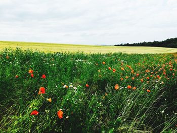 Scenic view of poppy field against sky