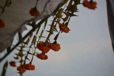 Close-up of orange leaves on plant during autumn