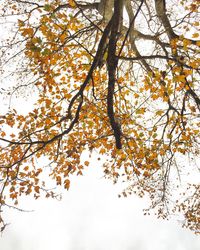 Low angle view of trees