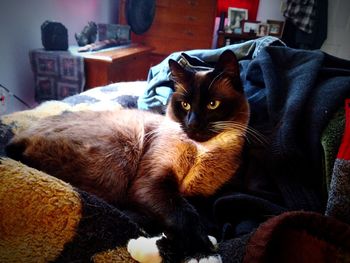 Close-up portrait of cat lying at home