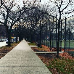 Bare trees along city street