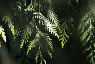 Close-up of pine tree leaves