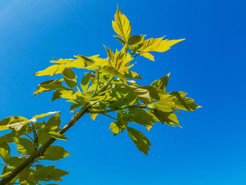 Low angle view of maple leaves against clear blue sky