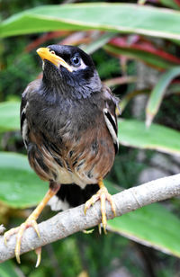 Close-up of bird perching on branch