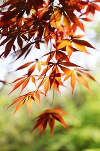 Close-up of leaves on tree branch