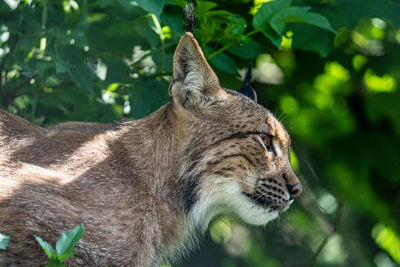 Close-up of a cat