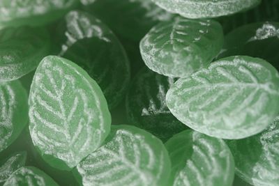 Full frame shot of green candies on table