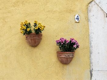 Potted plant against wall