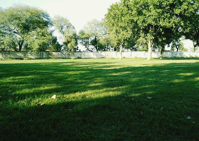 Trees on grassy field