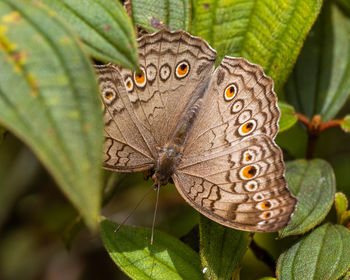 Close-up of butterfly on leaves