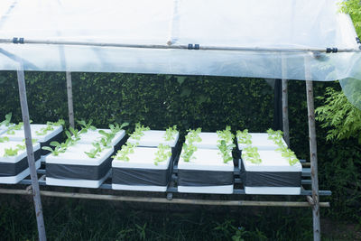 High angle view of people in greenhouse