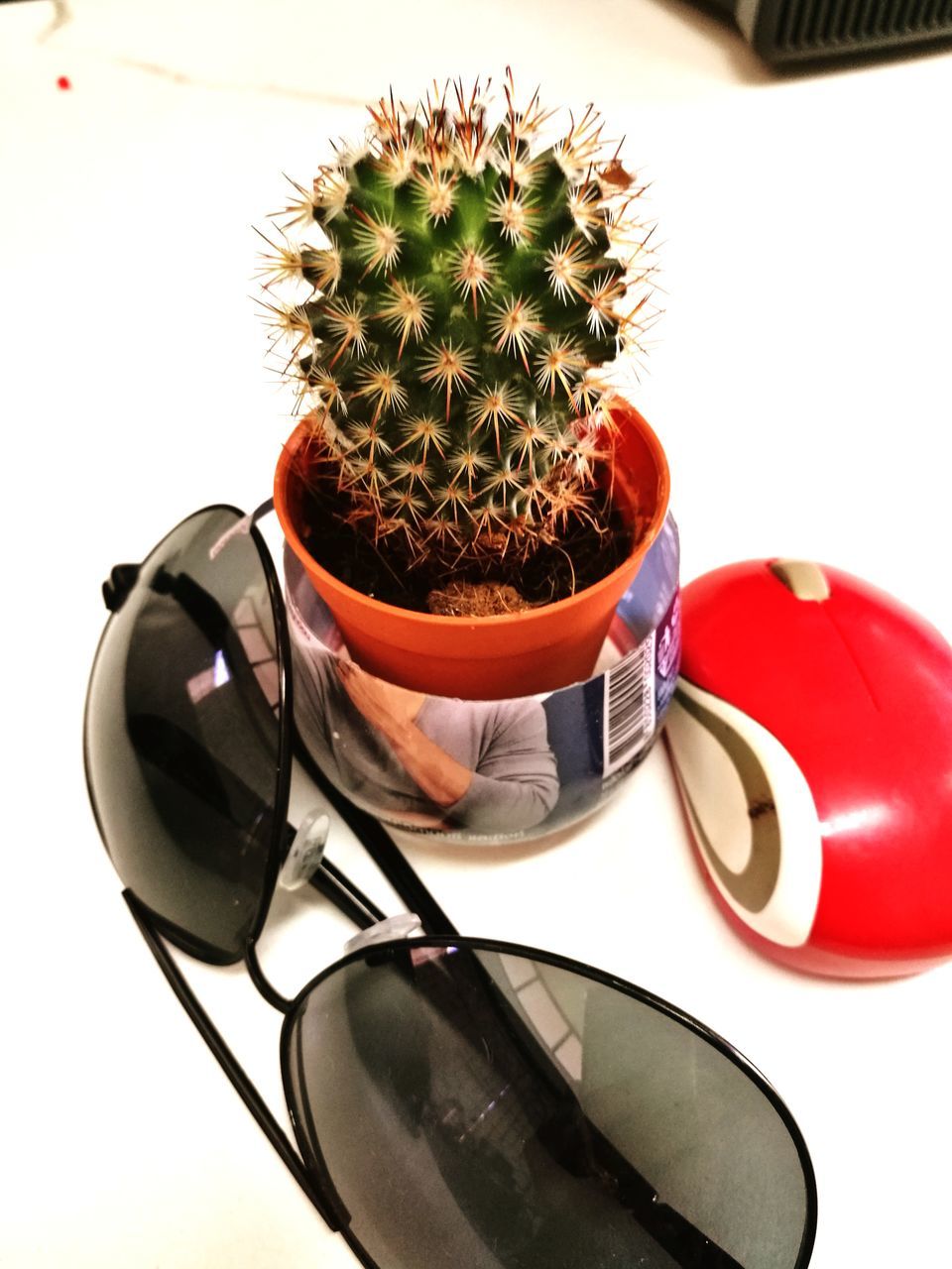 CLOSE-UP OF CACTUS IN POT