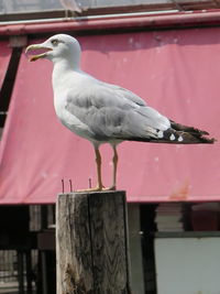 Close-up of seagull perching on wooden post