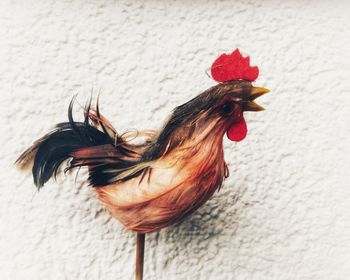 Close-up of rooster against wall