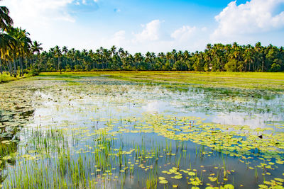 Scenic view of lake against sky with lotus leaves