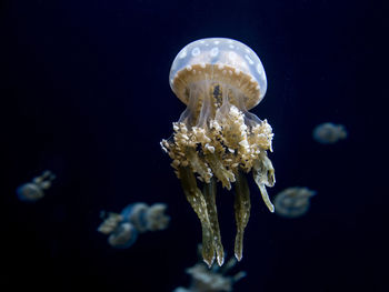 Close-up of jellyfish swimming in sea