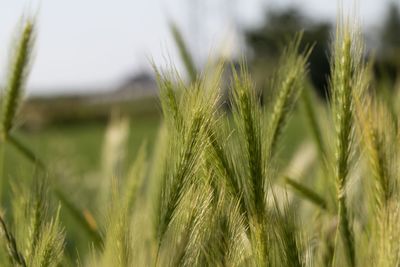 Close-up of wheat growing on field