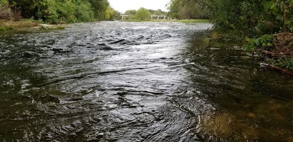 River flowing amidst trees in forest