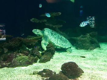 Aerial view of turtle in sea