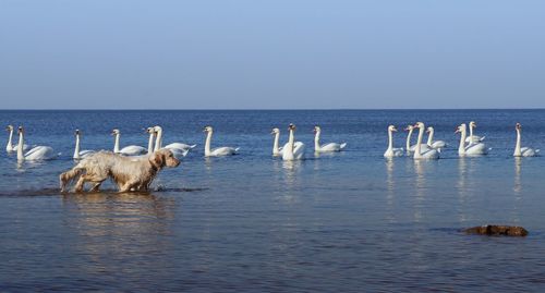 Flock of birds on beach