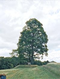 Tree on landscape against sky