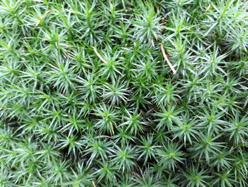 Full frame shot of cactus plants growing on field