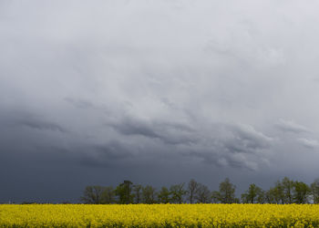 Scenic view of field against sky