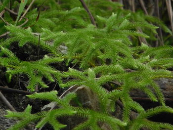 Full frame shot of fresh green plants