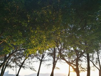 Low angle view of trees against sky