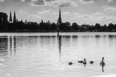 View of birds swimming in lake