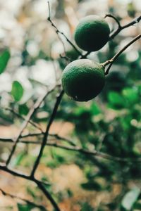 Close-up of fruit growing on tree