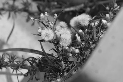 Close-up of flowering plant