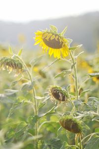 Close-up of bee on yellow flower blooming in field