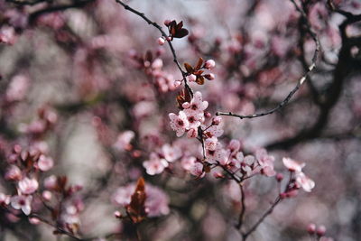 Close-up of pink cherry blossom 