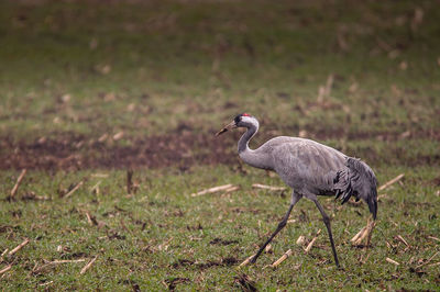 High angle view of gray heron on grass