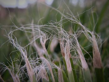 Close-up of spider web on plant